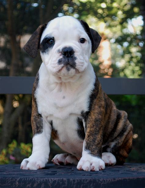 hermes bulldog pups|hermes olde english bulldogge breeders.